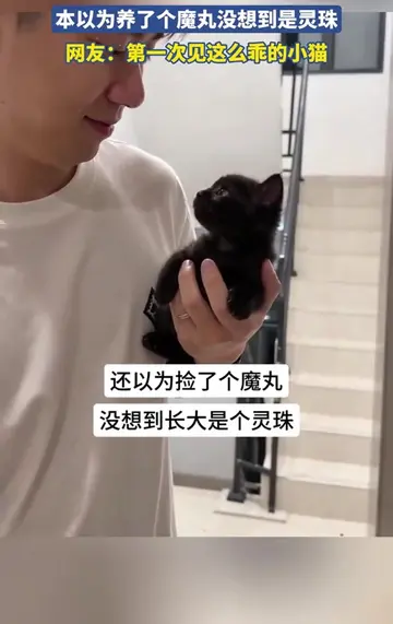 玄猫，辟邪招财镇宅保平安！ #猫  #cat  #可爱  #美好生活  #治愈 