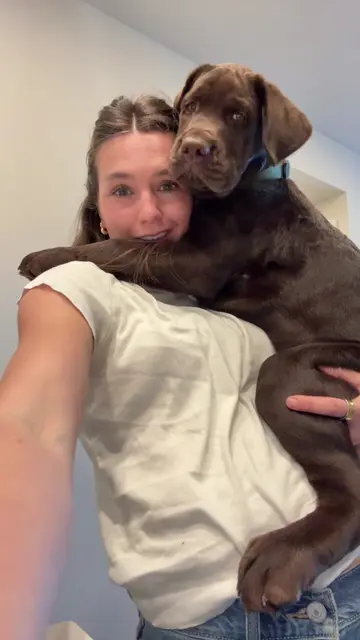 I had to  #puppy #puppies #englishlab #chocolatelab #dog 