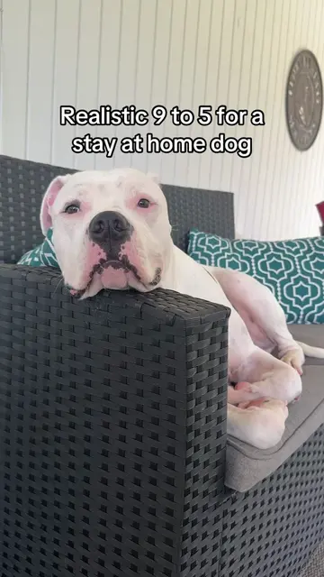 I sure wish I could nap all day 😴💤 #doglife #cozy #sleepypup #doghumor #doglov