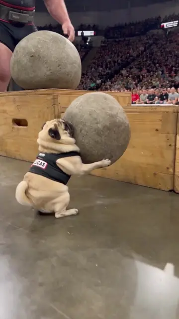Lucas makes the Atlas Stones look easy 🐶💪🔥 #pug #Strongman #AtlasStones #PugL