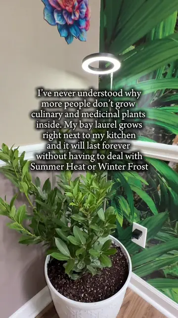🌿 Bay Laurel is one of those plants that earns its space because it has both cu
