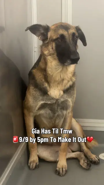 🤎ADOPTED💖 💔DEADLINED TOMORROW 9/9 BY 5pm GIA🚨 ANIMAL RESOURCE CENTER ONTARIO