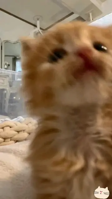 🐱 #pets #kittycat #fyp #kittens #fypシ 