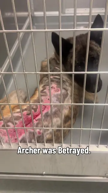 🐾 ARCHER — A012296 🤎 3-year-old male Dutch Shepherd  Please someone. Foster, A