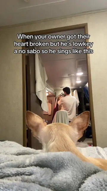 Oh boy 💔 #trashygas #gio #emmy #dog #pet 