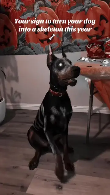 Spooky season is approaching what Halloween costume ideas do you guys have? 🦴🐾