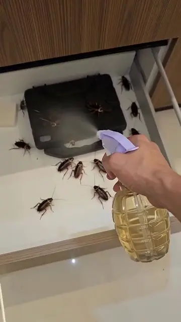 Echa esto en tu casa y cucarachas y demás insectos saldrán despavoridos 