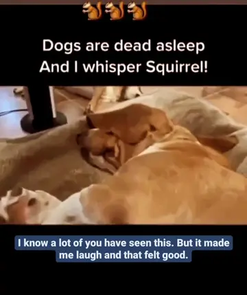SQUIRREL! 🐿️ 🐾🐶😂😂❤️🫶🏼🥰 author unknown