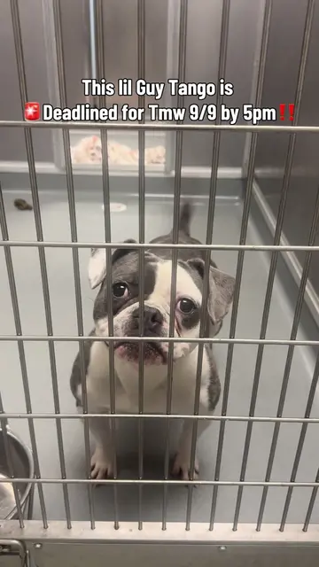 🩶Rescued🩶 🚨 TANGO HAS UNTIL TOMORROW, 9/9 AT 5PM! 🚨 Look at those BIG little