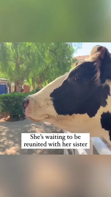 🐄❤️🐄🫶🏼❤️🥰 author unknown