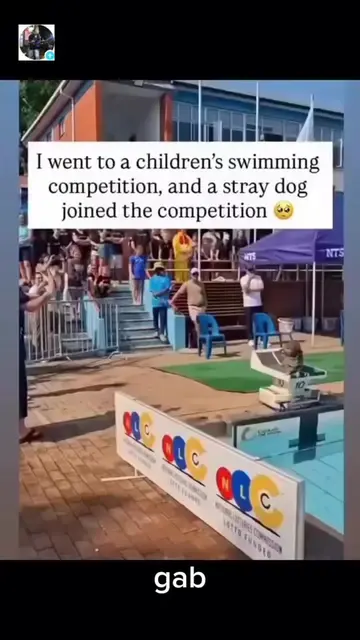 I went to watch a children’s swimming competition… and a stray dog suddenly join