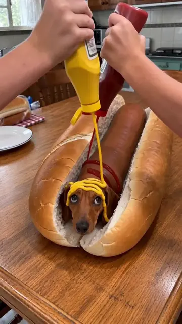 Frank with extra everything 🌭 #ImpossibleAnimals #Frank #FunnyDogs