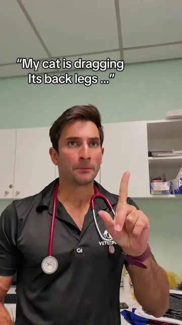 This is the worst thing a cat owner could say to me as they enter the clinic … (