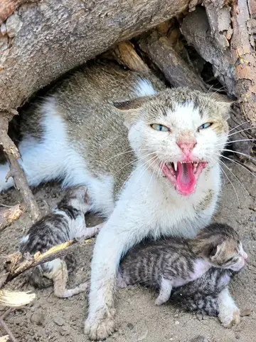 The mother cat thought we were trying to steal her kittens... but in reality, we