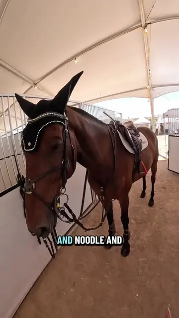 POV: getting ready for your 1.15m with Noodle🤗☺️ #pov #fyp #horsegirl #farmlife