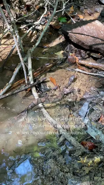 #fyp #snake #reptile #Outdoors #wildlife 