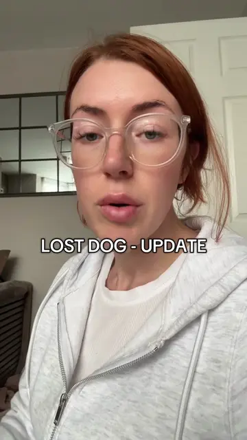 Latest Hugo update #lostdog #lostpet #dogtok #missingdog #lostandfound 