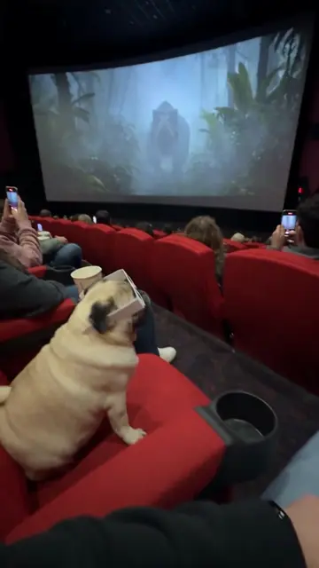 Lucas just wanted to watch the movie… but the movie came to him 😂🦖🍿 #LucasThe
