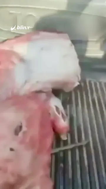 لحم خنزير يُباع على أنه لحم مفروم في النجف؟!.. 🐖 السلطات العراقية توقف المتهم و