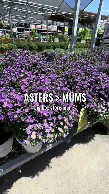 Big mum is gonna hate this. 🐝 #gardentok #autumn #aster #crysanthemum #fallgard