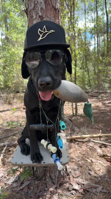 Drake said he ready for the ducks 🦆 #retriever #duck #duckdog #fyp #dogsoftikto