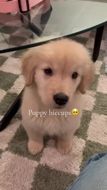 Volume up🔊 #puppy #hiccups #goldenretriever #puppytiktok #goldenretrieverpuppy 