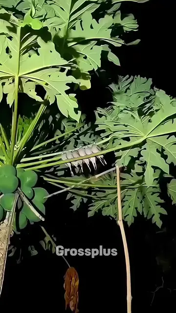 Parrots catching trick #shorts  #Science