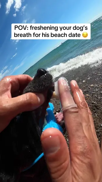 POV: He’s got a beach date… so the breath better be fresh. #dogsoftiktok #doglov