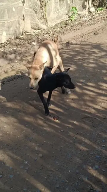 #creatorsearchinsights #creator #foryoupage #for #fyp #tiktok #viral #dog #dogso