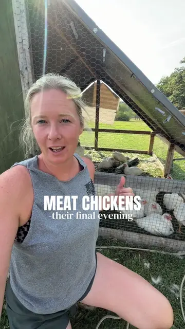 Meat chickens- we’re almost there boys, final night! 🙌🏼😅 #meatchickens #corni