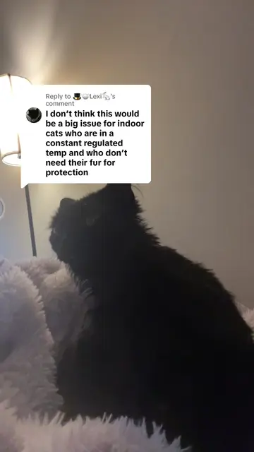 #creatorsearchinsights #catsoftiktok #usethissoundtogoviral #viral 