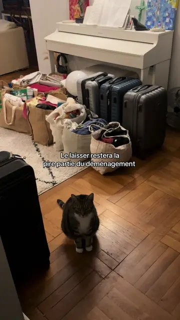 Ne m’oublie pas 🥺 ( je ne l’abandonne pas c’est mon chat et celui de toute ma f