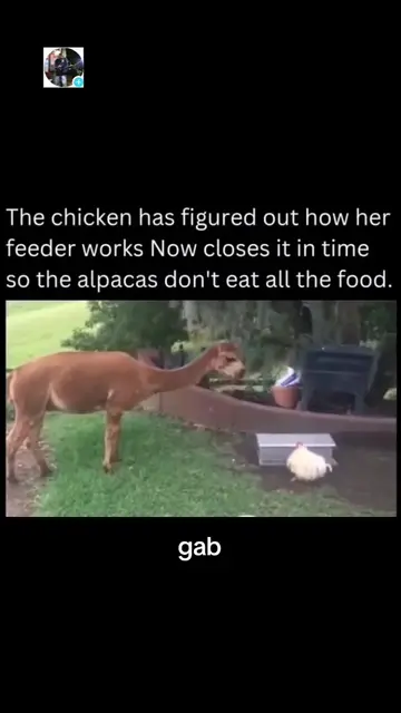 The chicken has figured out 😂😂😂 #animals #usa #chicken #animalsoftiktok #fyp 