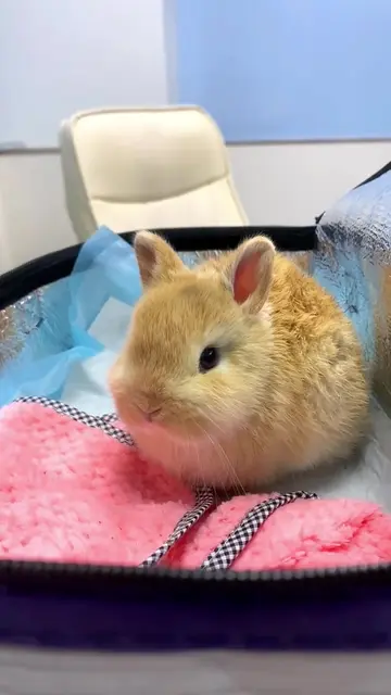 Sniff sniff #pet #bunny #cuteanimals #rabbit #rabbitsoftiktok 