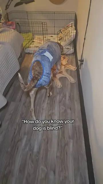 Yes, we know for certain that Axel is fully blind. While he may look like he get