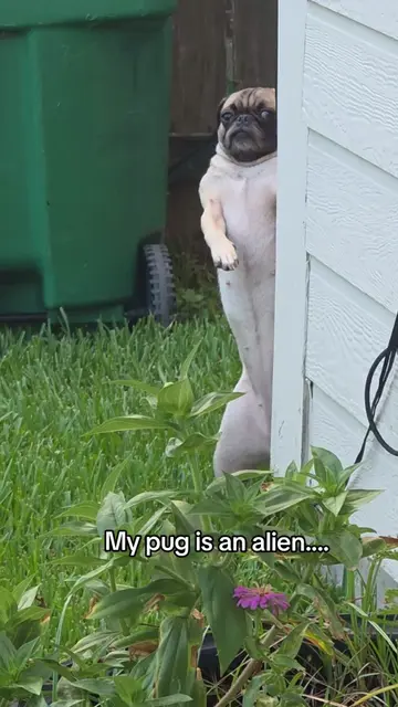 Someone come get my alien possessed pug 🤣 #pug #dogsoftiktok #funny 