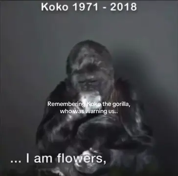 Meet Koko the gorilla, who died in 2018. Koko learnt sign language to communicat