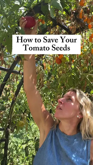 Don't let your tomatoes go to waste...do this! It's easy to save seeds so you ca