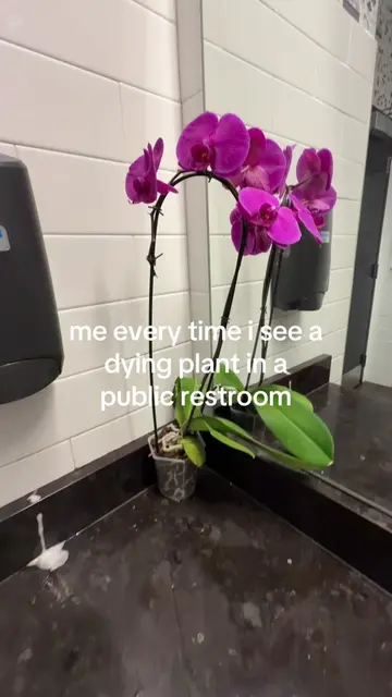This orchid wasn’t dying just needed a little water 🤍 #orchid #PlantTok #fypppp