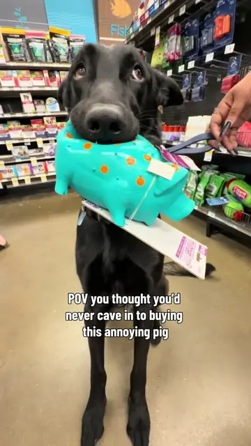 #malinois #toy #mal #viral #funny 