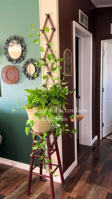 Beautiful way to display your plant #budgetfriendly #cozyvibes #renterfriendlyde