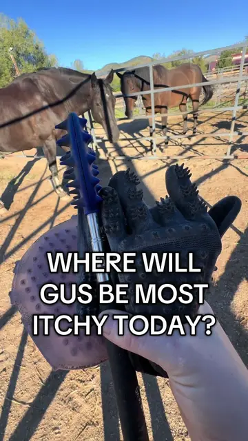 where will Gus be itchy today? YES. #horsetok #horsesoftiktok #horsegirl #horsel