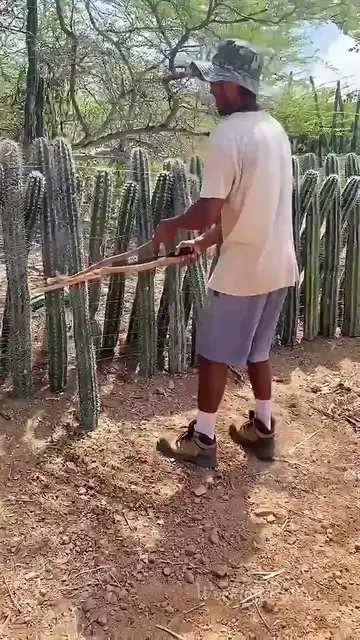 Así Construyen una VALLA con Cactus 🌵