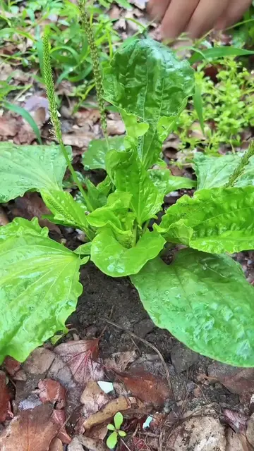 Amazing Wild Plantain Harvest & Fresh Green Leaves Collection 🌿🔥