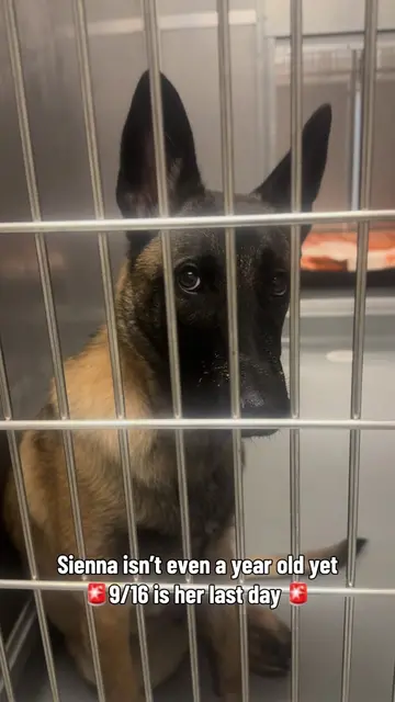🚨DEADLINED 9/16 By 5pm 11 Month Old Belgian Malinois Sienna💔  Sienna is only 1