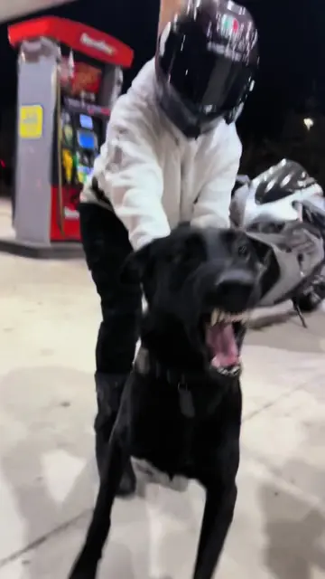 #malinois #mal #bikers #viral #trend 