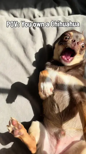 The life of Bean 😂🤎 #chihuahua #dogsoftiktok #smalldogbigpersonality #chihauhu