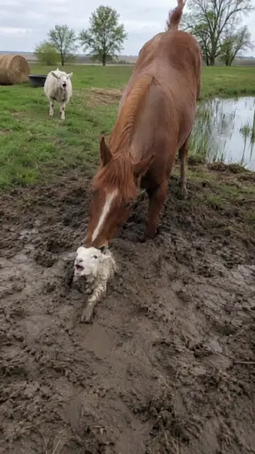 The lamb sinks in the mud and the mare goes in after him. 🐑🐴 #FarmRescue #Unli