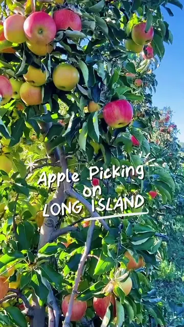 🍎Kids Day Out’s Guide to LONG ISLAND APPLE PICKING 🍏  SAVE & SHARE our top rec