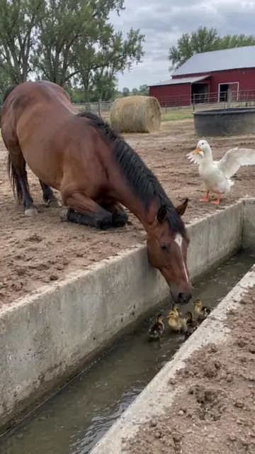 Four ducklings stuck in the drain, and the horse got down on his knees to make a